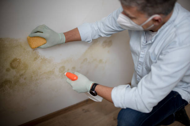 Best Mold Testing  in Shell Kno, MO