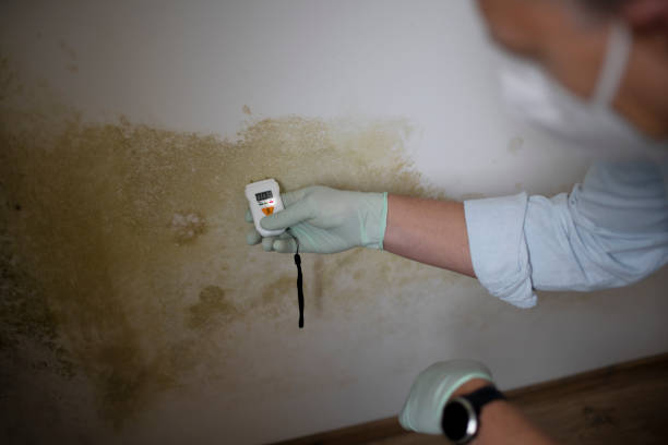 Best Mold Removal Process  in Shell Kno, MO