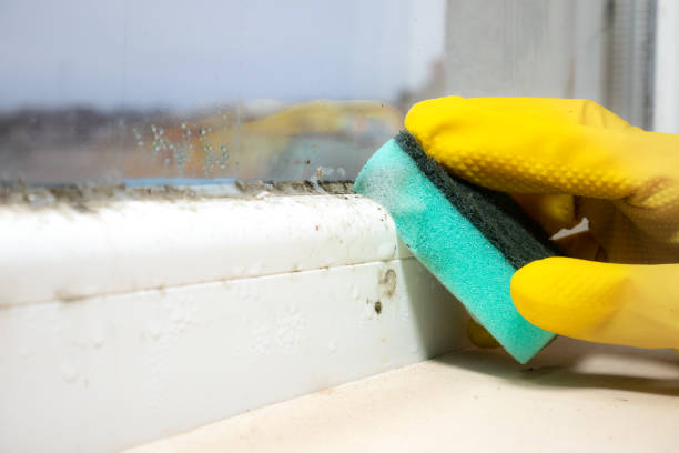 Best Certified Mold Removal  in Shell Kno, MO
