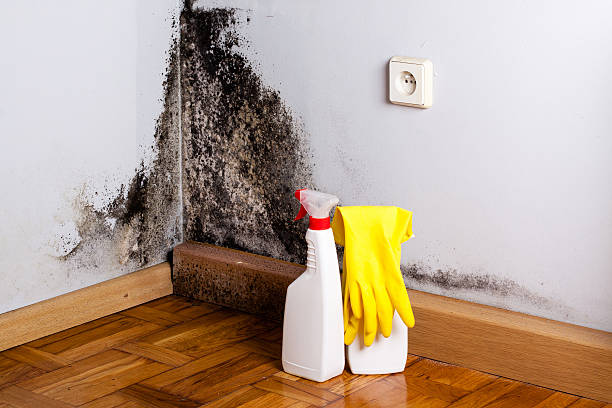 Best Residential Mold Removal  in Shell Kno, MO