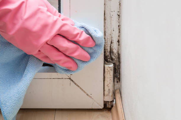 Best Mold Removal Company Near Me  in Shell Kno, MO