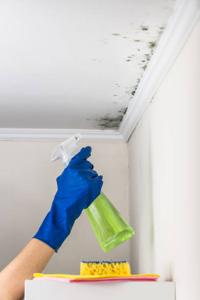 Best Best Mold Removal Companies  in Shell Kno, MO