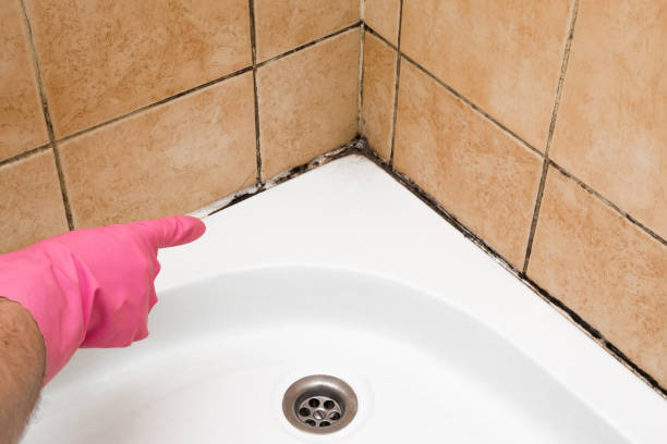 Mold Testing and Removal in Shell Kno, MO